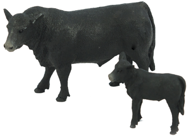 ANGUS COW & CALF